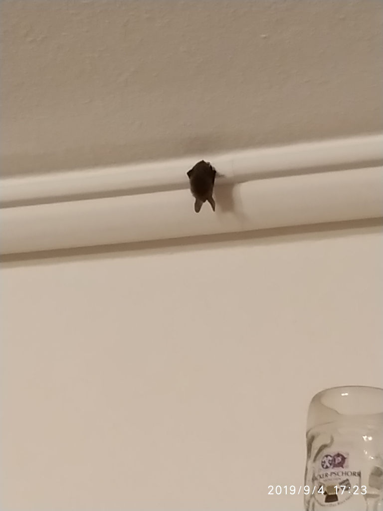 Fledermaus im Haus