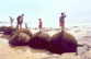 Moeraki Boulders